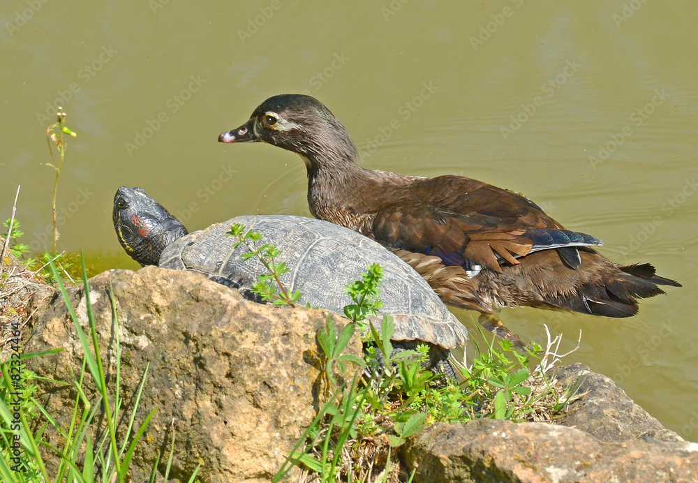 Obraz premium duck and turtle friendship