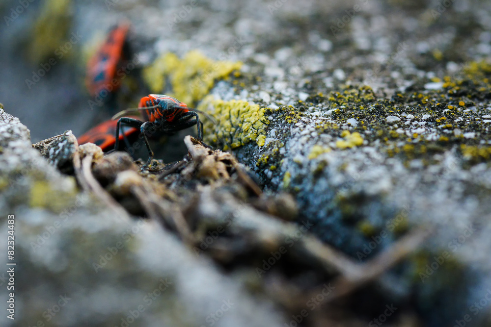 Firebugs - Pyrrhocoris Apterus on rocky background Firebugs - Pyrrhocoris Apterus on rocky background