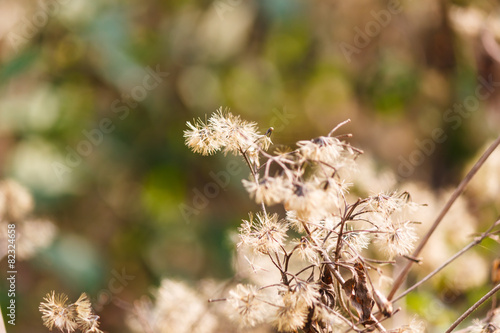 grass flower in forest © phoopanotpics