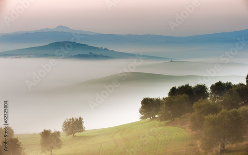Trees in dense fog in the morning in Tuscany, Italy