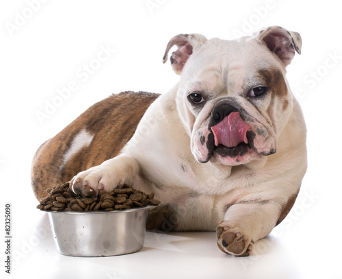 Canvas Print feeding your pet