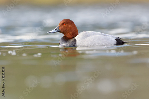 Common pochard (Aythya ferina) swimming in water with reflection.