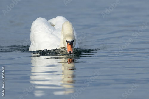 Mute swan (Cygnus olor) swimming and drining in blue water with reflection. photo