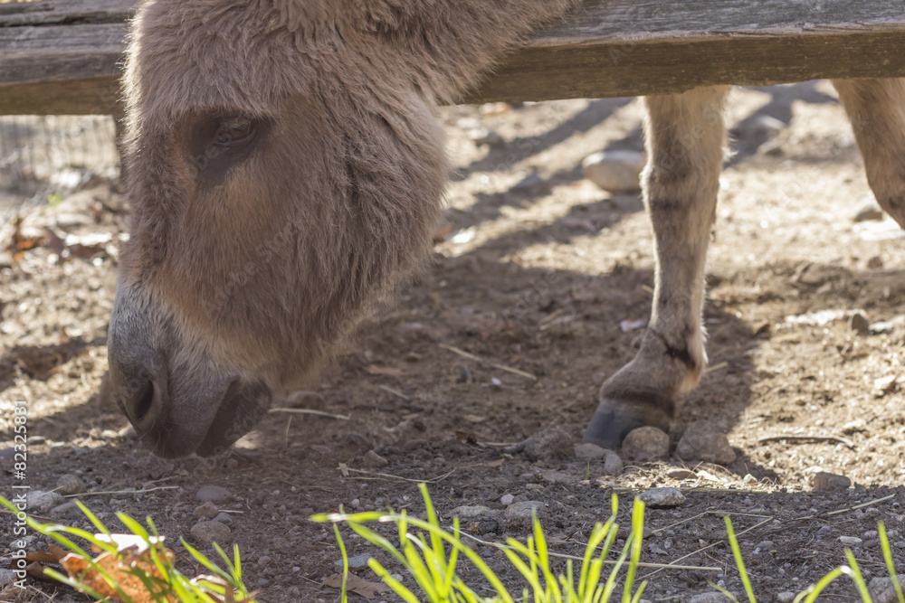 Fototapeta premium Cute Donkey