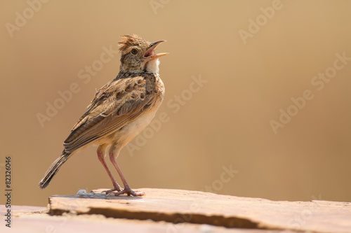 Fotografía Rufous-naped lark sit on a rock and call to claim territory