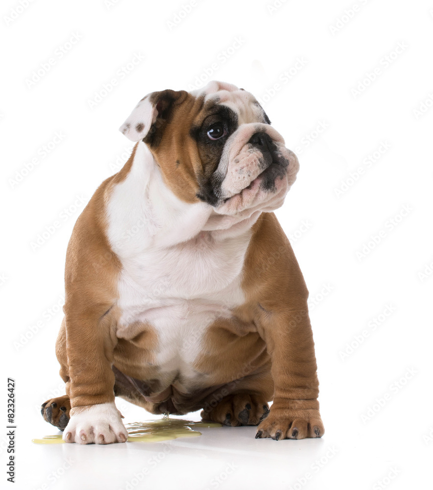 Fototapeta premium peeing puppy