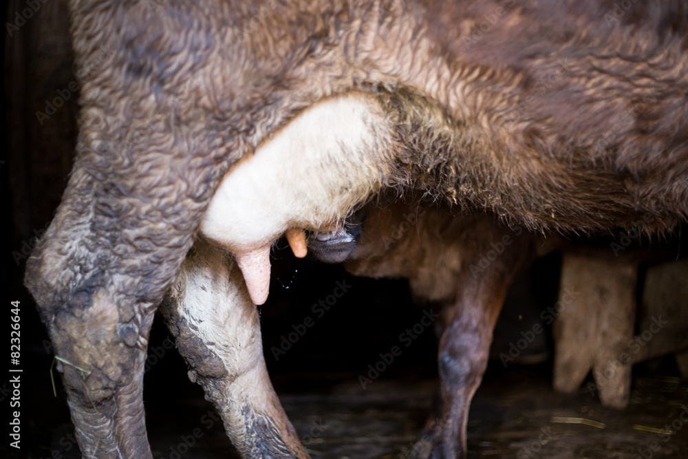 Fototapeta premium A calf suckling breast milk from mother cow