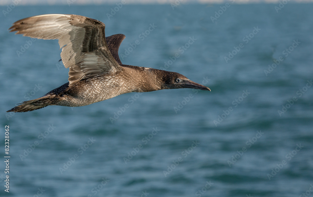 Fototapeta premium Sula (morus bassanus)