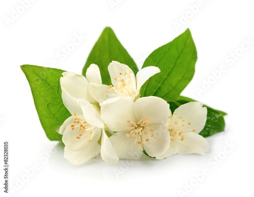White flowers of jasmine