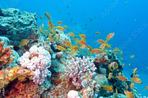 coral reef with shoal of fishes scalefin anthias, underwater