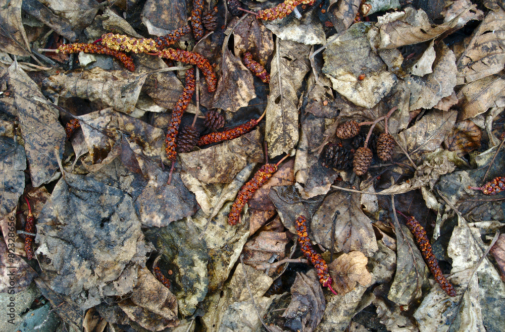 Rotten leaves background