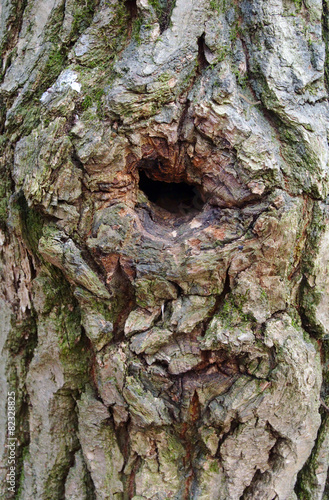 Tree trunk with a hollow