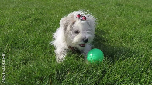 Maltese dog playing
