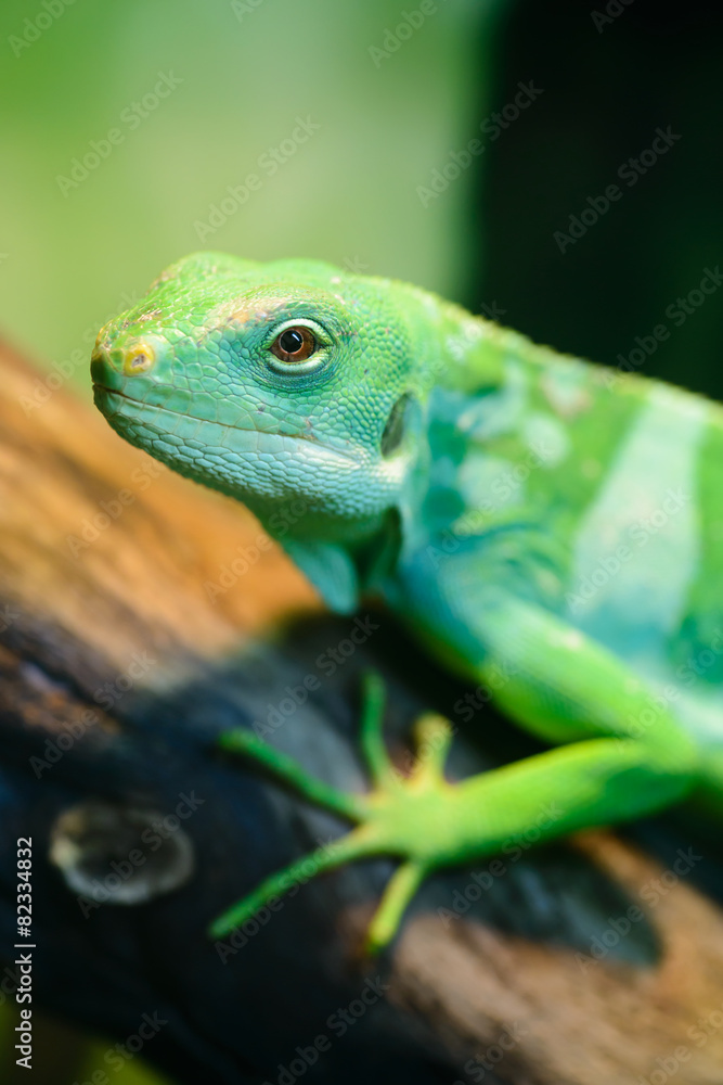Fototapeta premium Green lizard, Fiji banded iguana