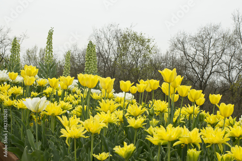Tulpen und Rittersporn. © DeanMartin