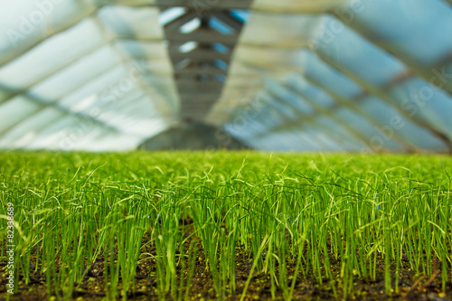 Organic greenhouse