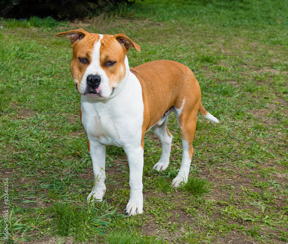 American Staffordshire Terrier right side.