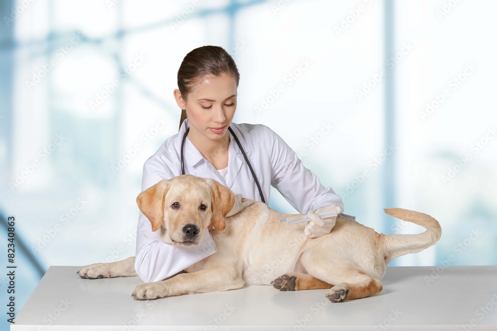 Clinic. Cute white small dog gets a special syringe vet
