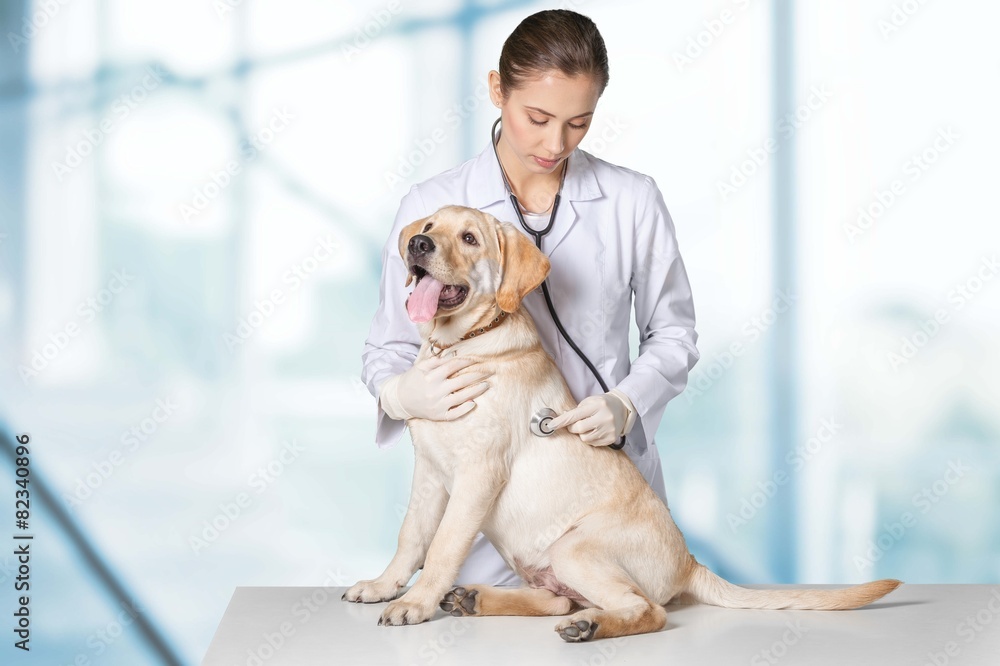 Dog. Veterinary treatment - lovely Maltese dog and friendly