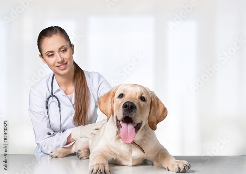 Fototapeta Naklejka Na Ścianę i Meble -  Vet. Cute dog at the vet getting a checkup