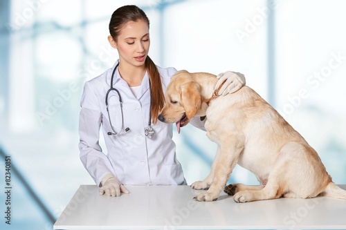 Vet. Young female veterinary caring of a cute beautiful dog.