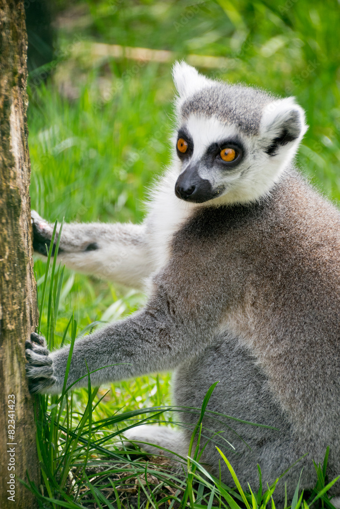 ring-tailed lemur