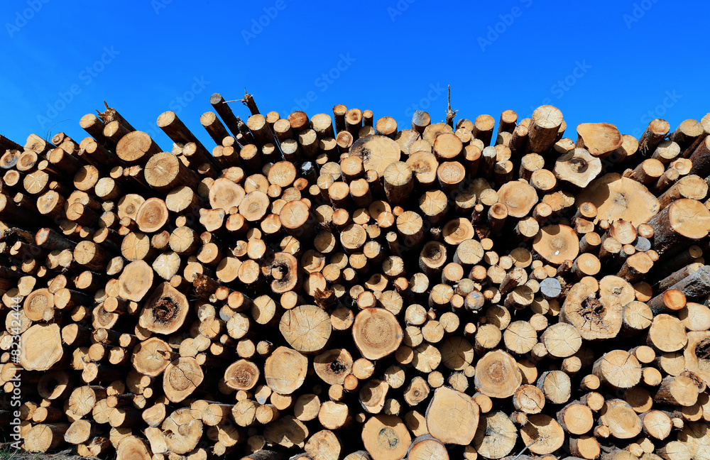 Harvesting timber logs