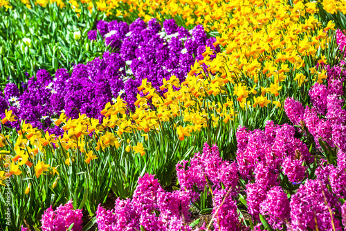 Fototapeta Naklejka Na Ścianę i Meble -  blooming spring flowers in Holland. Park Keukenhof