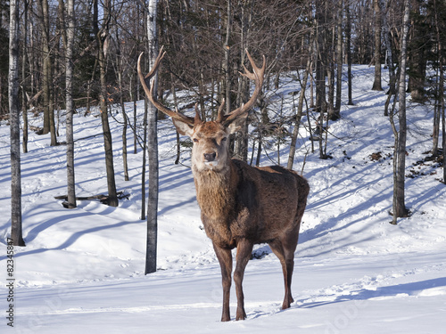 Adult Male Red Deer in winter