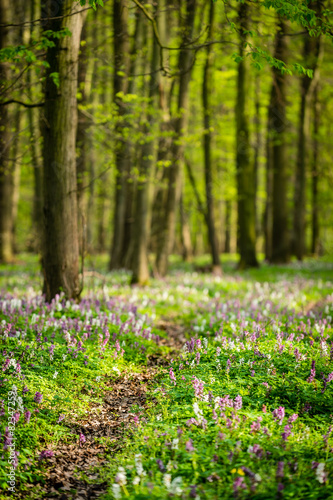 Footpath through the spring forest full of blooming flowers
