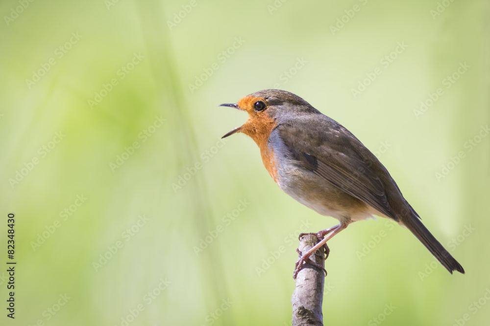 Robin singing Robin singing