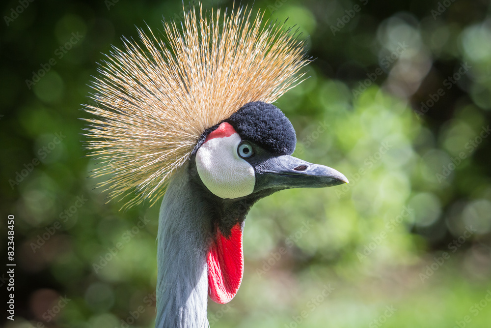 Obraz premium Crane portrait