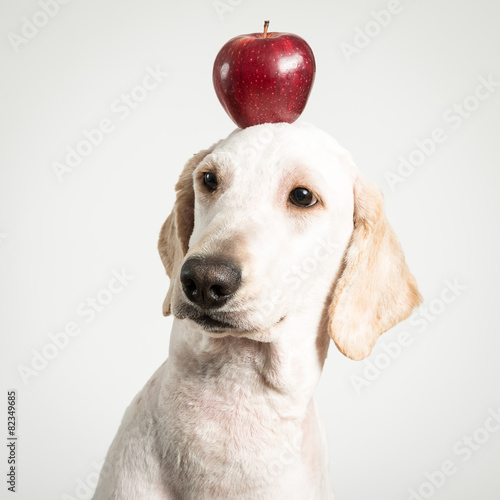 Apple on dog head