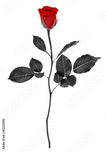 black rose #2