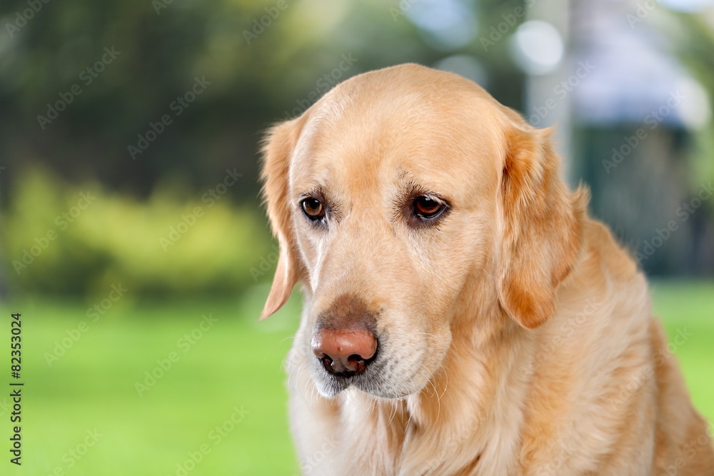 Animal. Purebred golden retriever dog sitting on isolated  white