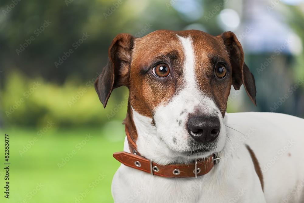 Animals. Jack russel terrier studio shot, white background