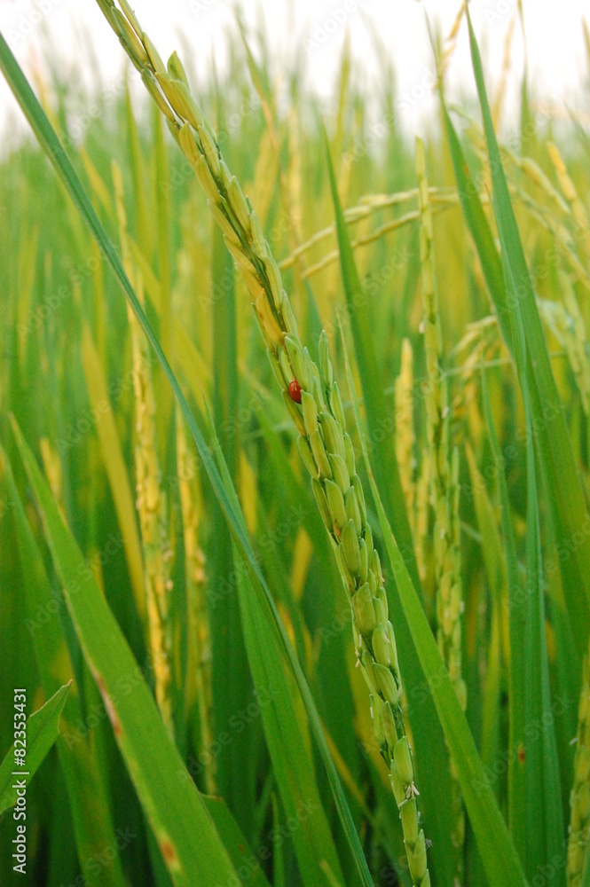 Naklejka premium paddy and rice grain