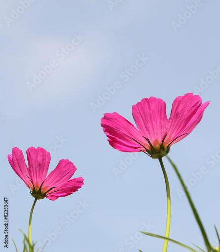 Pink cosmos flowers