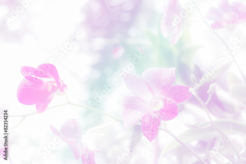 Sweet color orchids in soft style