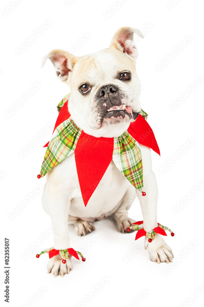 Festive Bulldog Dressed As A Jester