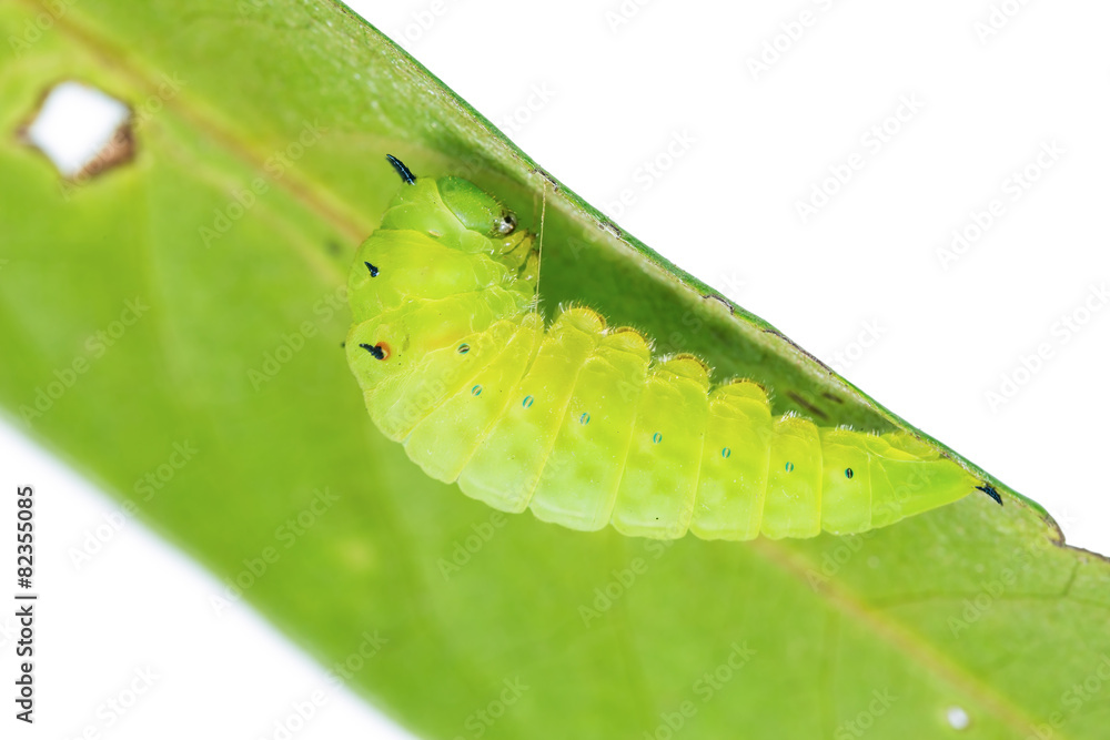 Fototapeta premium Mature Tailed Jay caterpillar