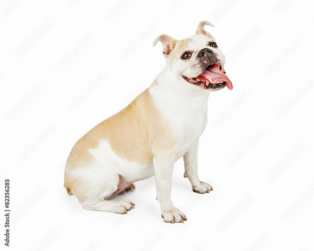 Smiling Bulldog Sitting At An Angle
