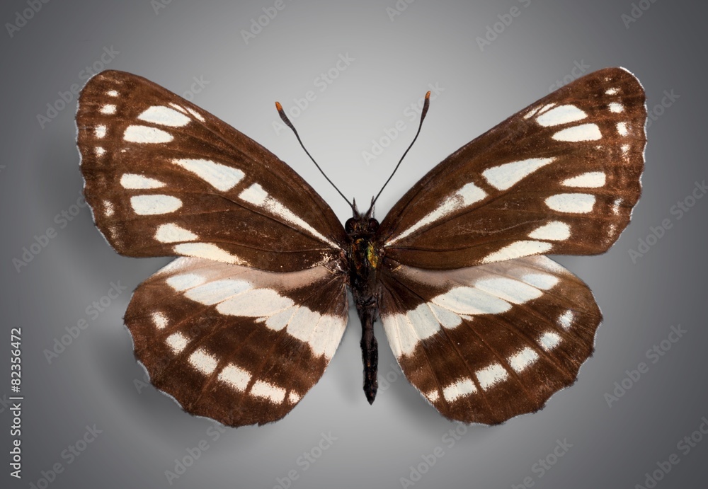 Fototapeta premium Butterfly. Butterflies