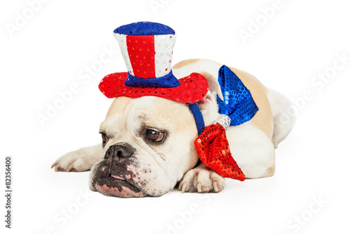 Fototapeta Naklejka Na Ścianę i Meble -  Tired American Patriotic Bulldog