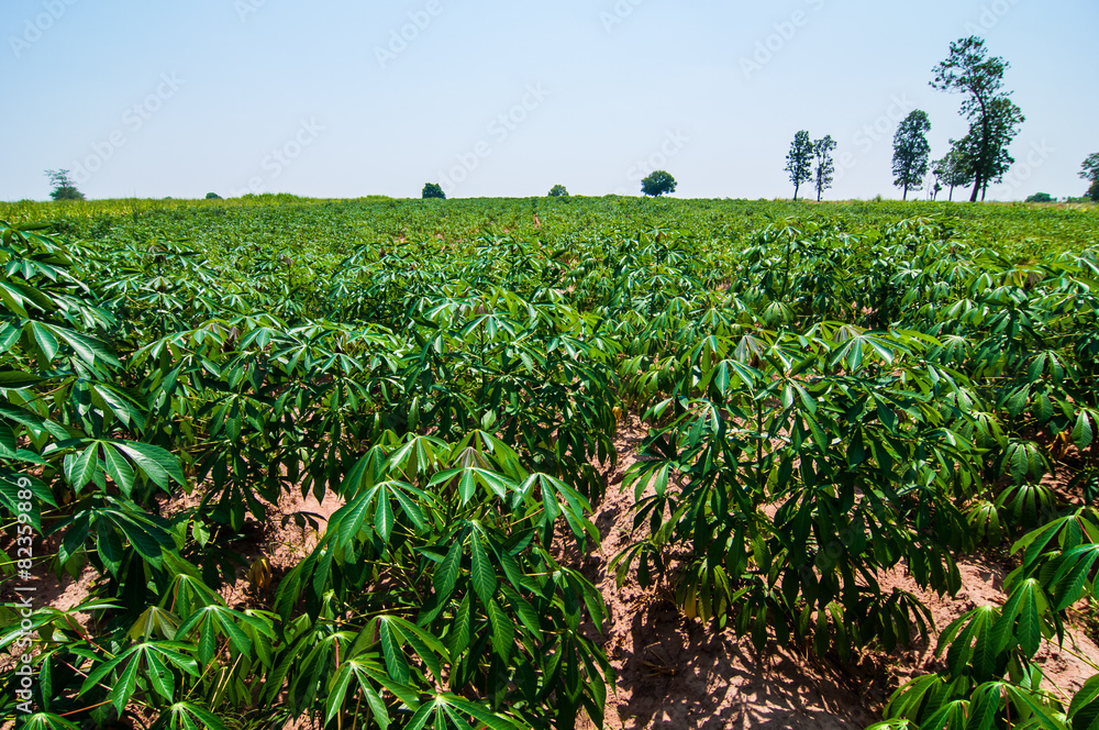 trees cassava plantation.