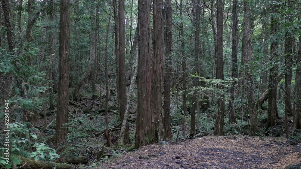 Variation of hidden nature over volcanic rocks in Mt.Fuji. Variation of hidden nature over volcanic rocks in Mt.Fuji.