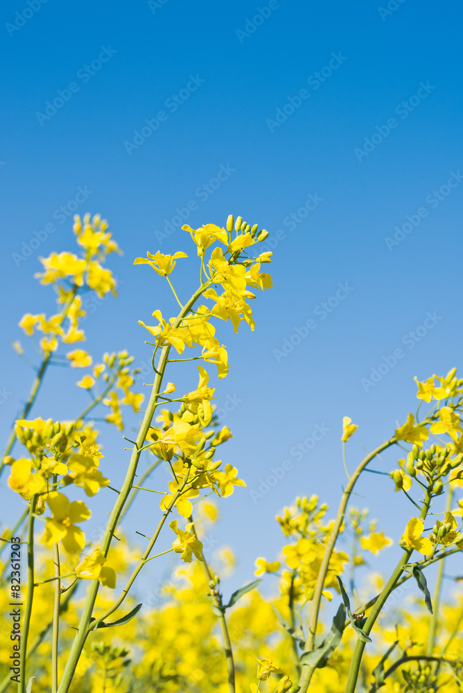 Oilseed Rapeseed Flowers in Cultivated Agricultural Field Oilseed Rapeseed Flowers in Cultivated Agricultural Field