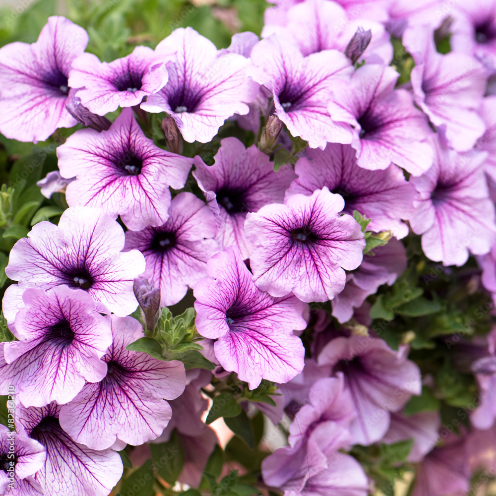 Purple Petunia flowers Purple Petunia flowers