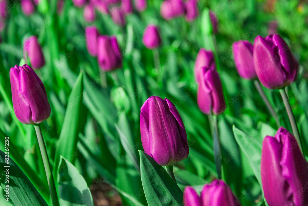 Fototapeta premium Tulpenfeld