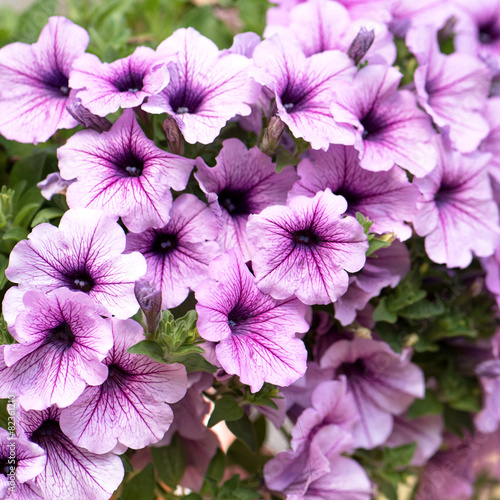 Purple Petunia flowers © peangdao